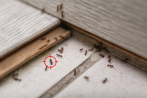 Reliable Caldwell, TX Pest Control Solutions