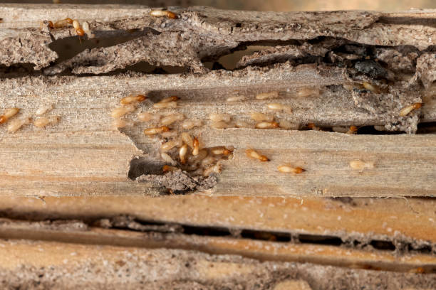 Best Termite Control Services  in Caldwell, TX