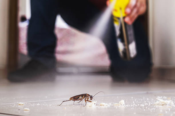 Best Spider Control Near Me  in Caldwell, TX
