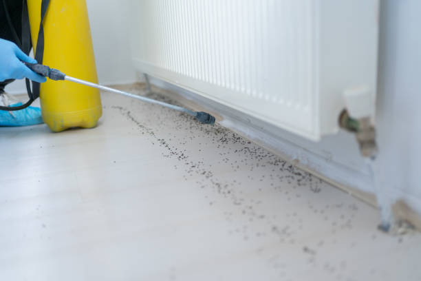 Best Emergency Pest Control  in Caldwell, TX